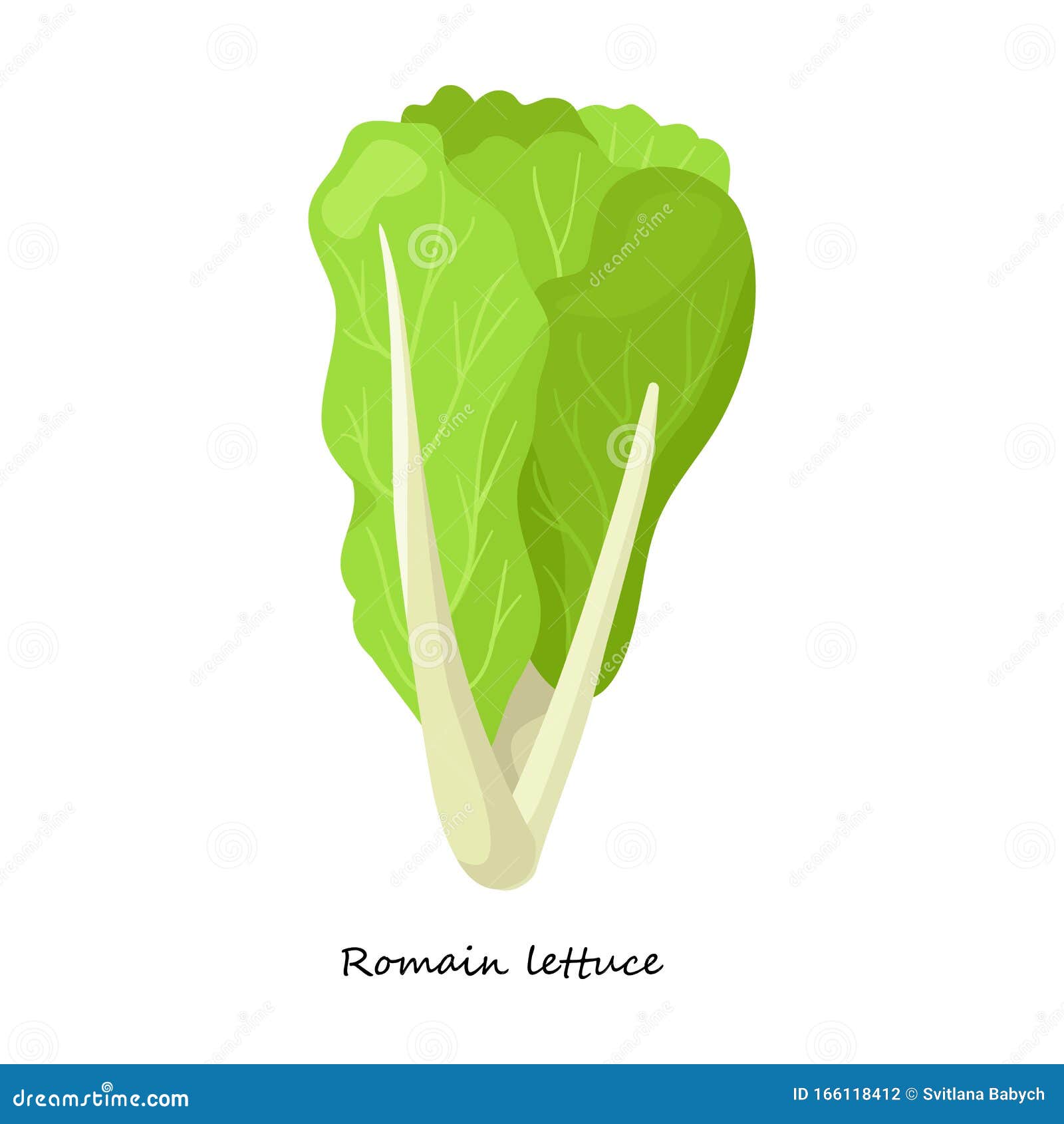 Lettuce Vector Icon.Cartoon Vector Icon Isolated on White Background