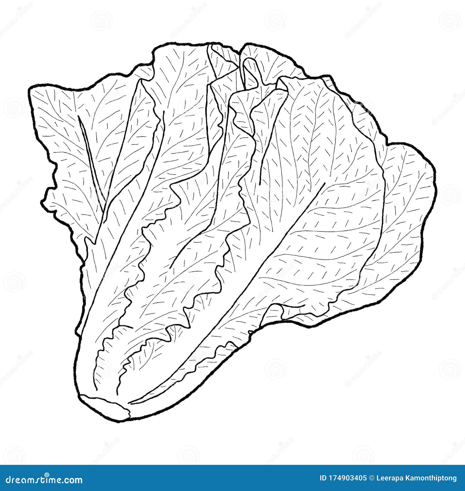 Lettuce Vector Illustration Hand Drawn Vegetable Cartoon Art ...