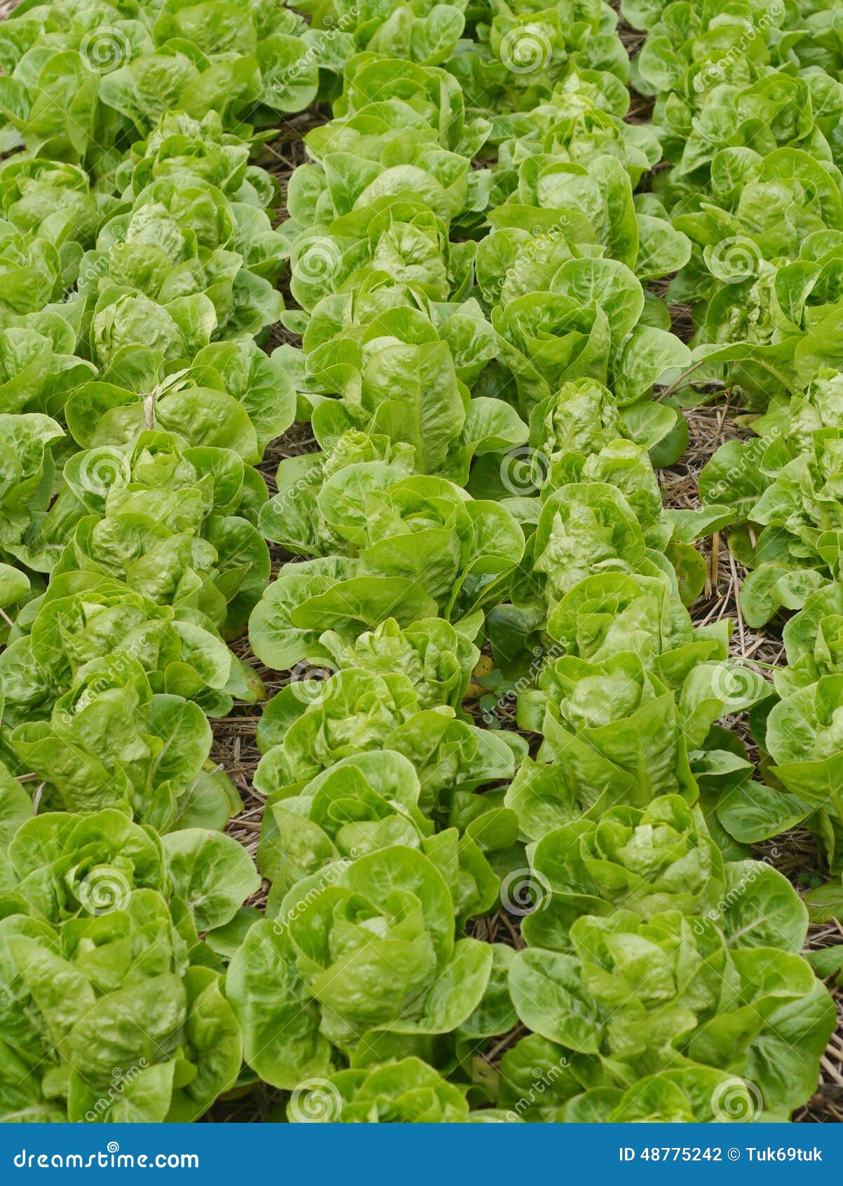 Lettuce and Vegetable Field Stock Photo Image of glasshouse, growth