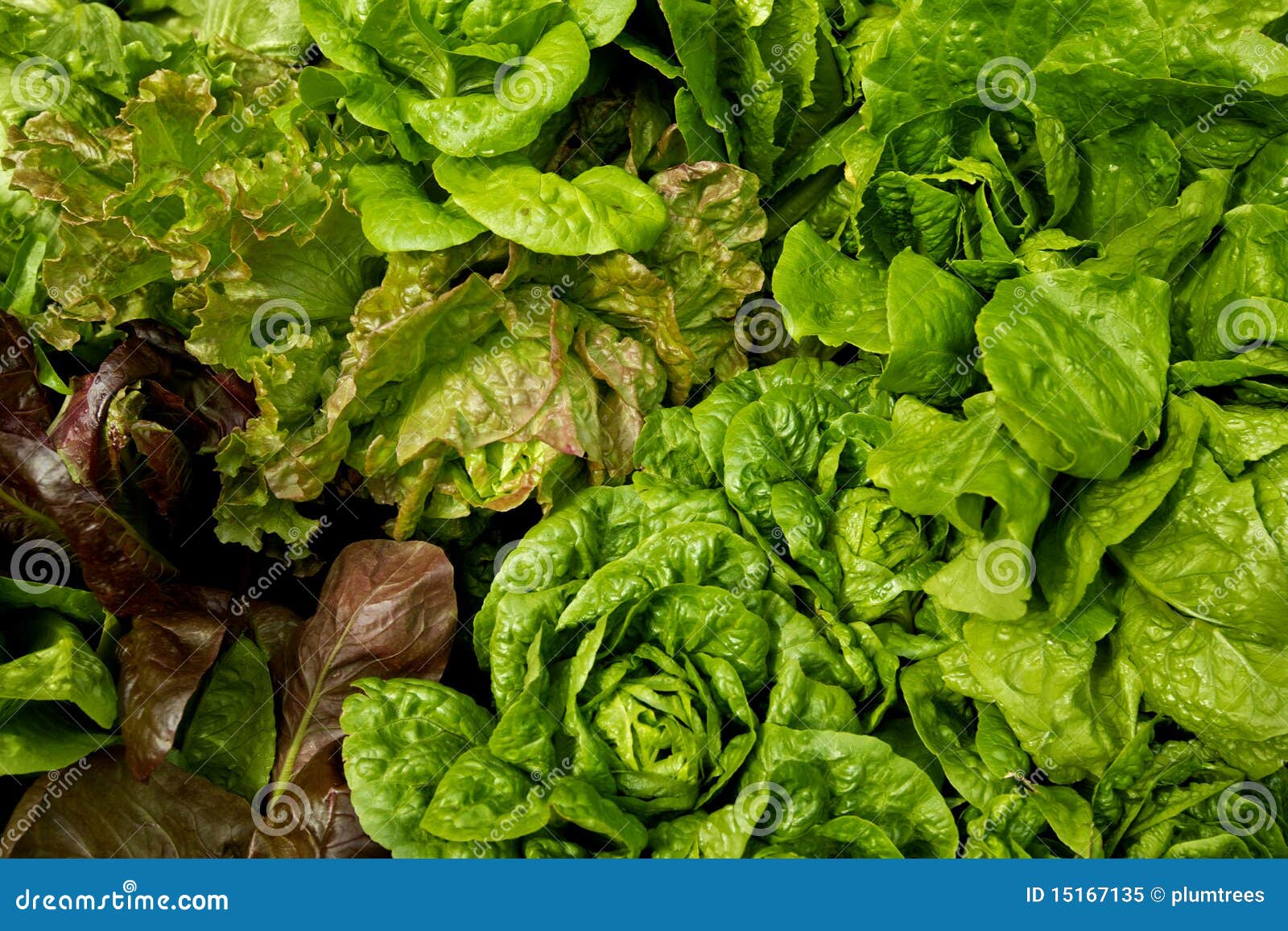 Lettuce, vegetable garden stock image. Image of lettuce 15167135