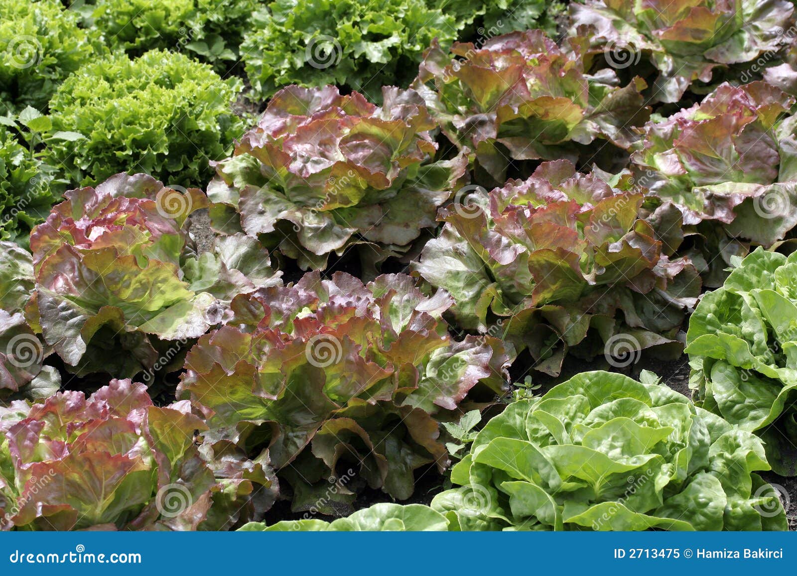 Lettuce in a Vegetable Garden Stock Image Image of fresh, healthy