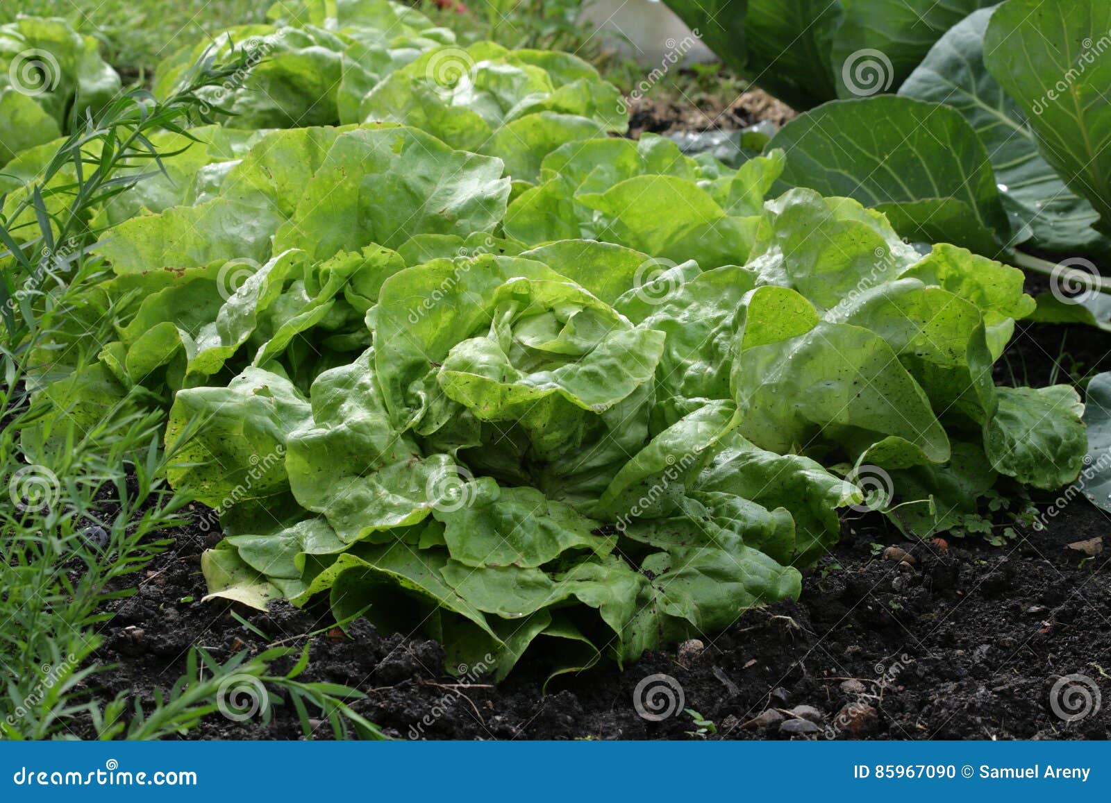 Lettuce in Vegetable Garden Stock Photo Image of flora, rural 85967090