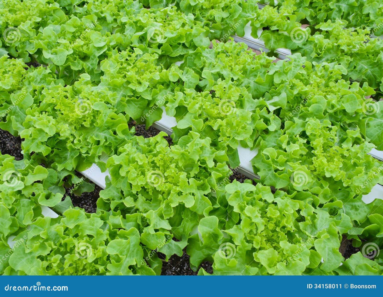 Lettuce vegetable stock image. Image of hydroponics, cultivate 34158011