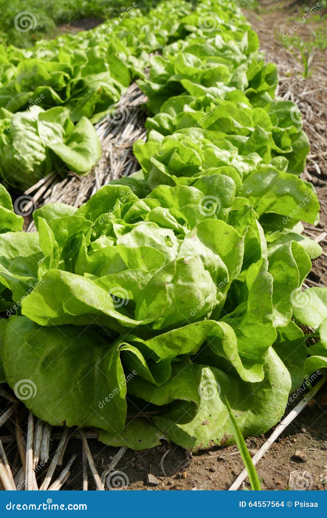 Lettuce Vegetable Salad Cultivation Stock Photo Image of vegetable