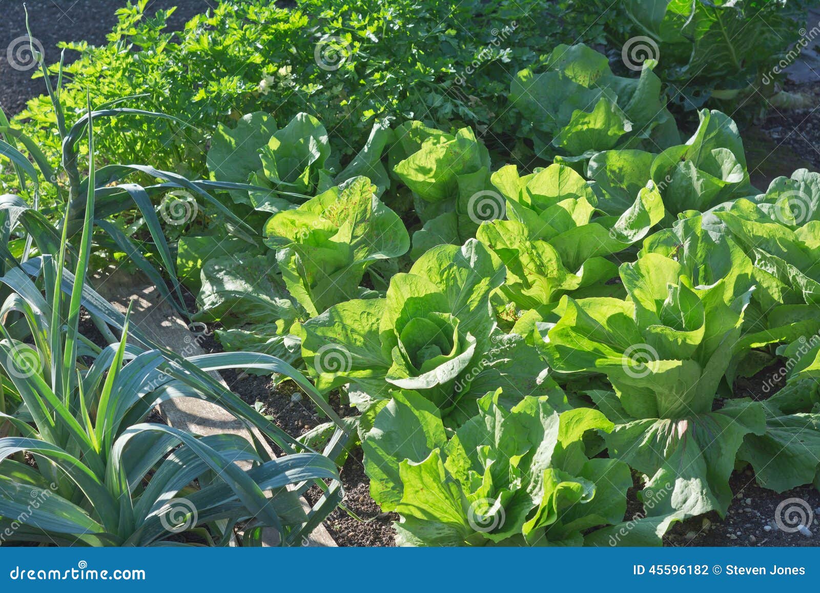 lettuce winter density