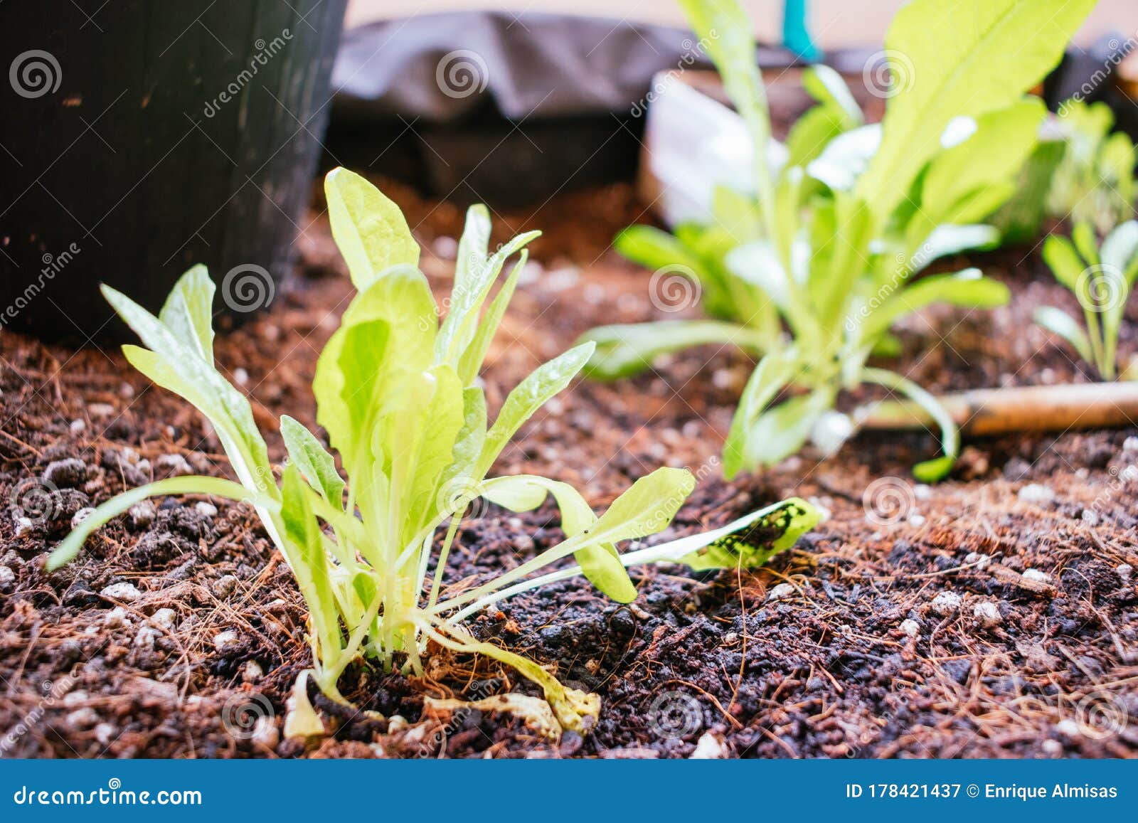 Lettuces Growing in an Urban Vegetable Garden Stock Image Image of