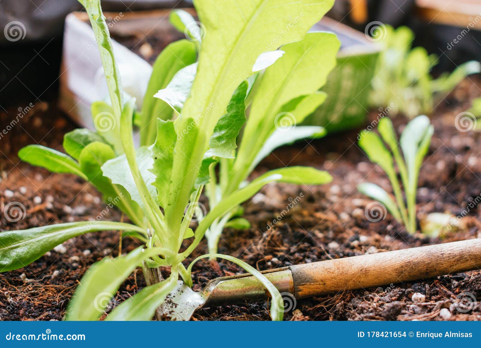 Lettuces Growing in an Urban Vegetable Garden Stock Photo Image of