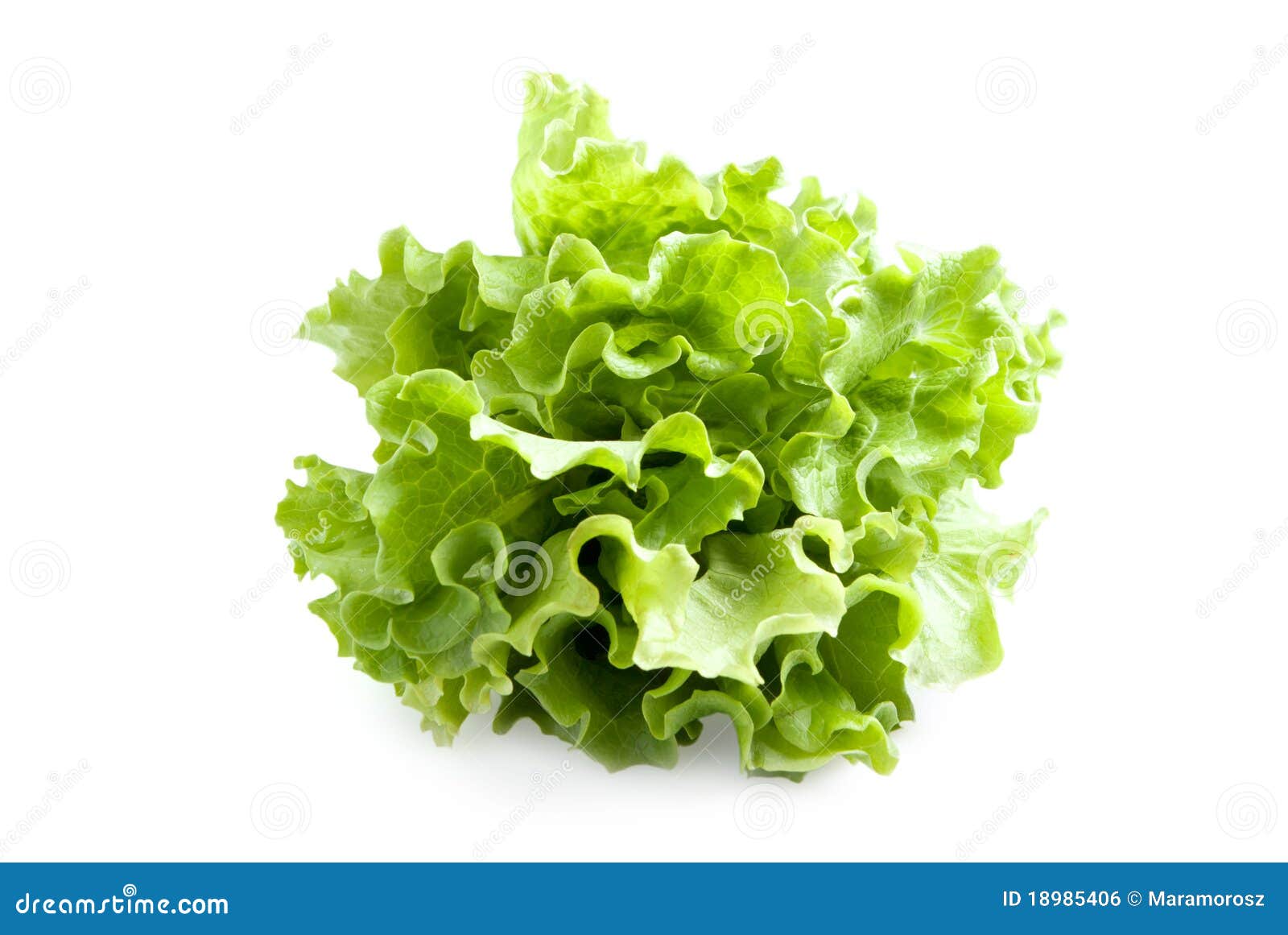Lettuces leaves stock photo. Image of organic, salade 18985406