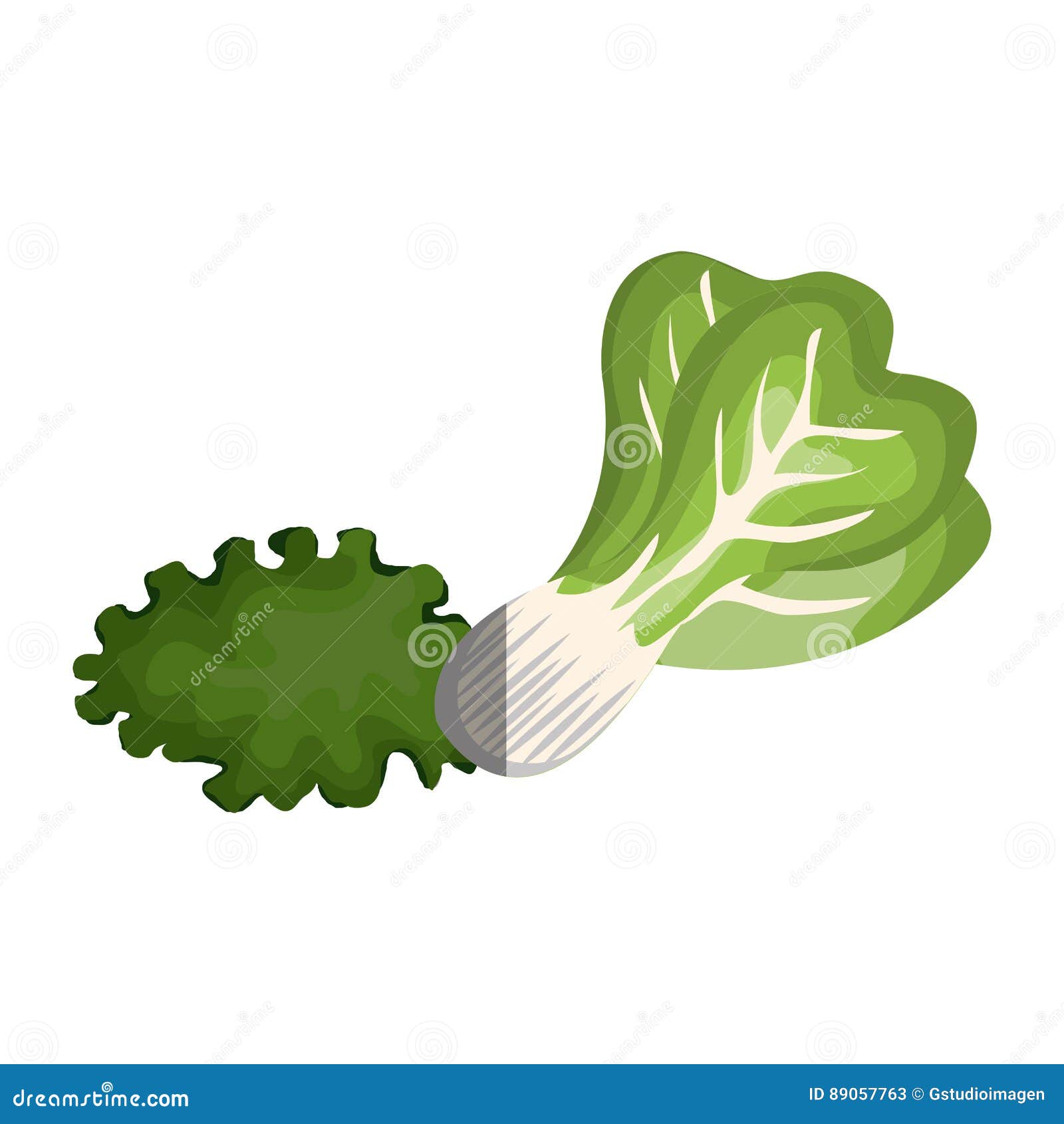 Letuce fresh isolated icon stock illustration. Illustration of object ...