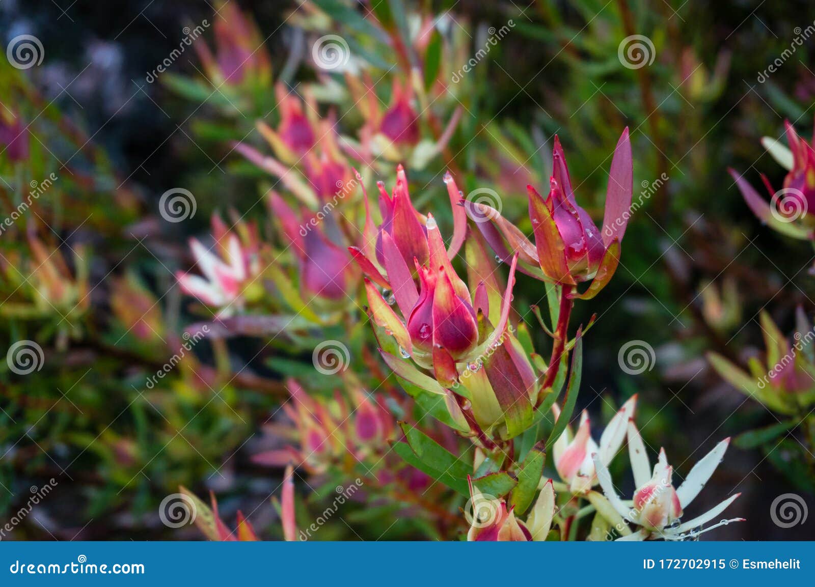 leucadendron plant branch close up with colorful bracts. fynbos ecoregion