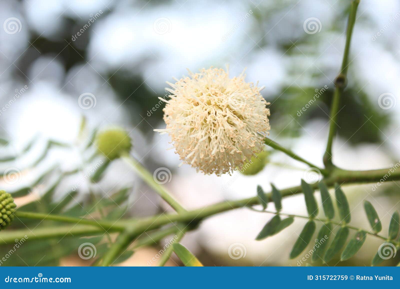leucaena leucocephala or lamtoro thrives with its stunning flowers