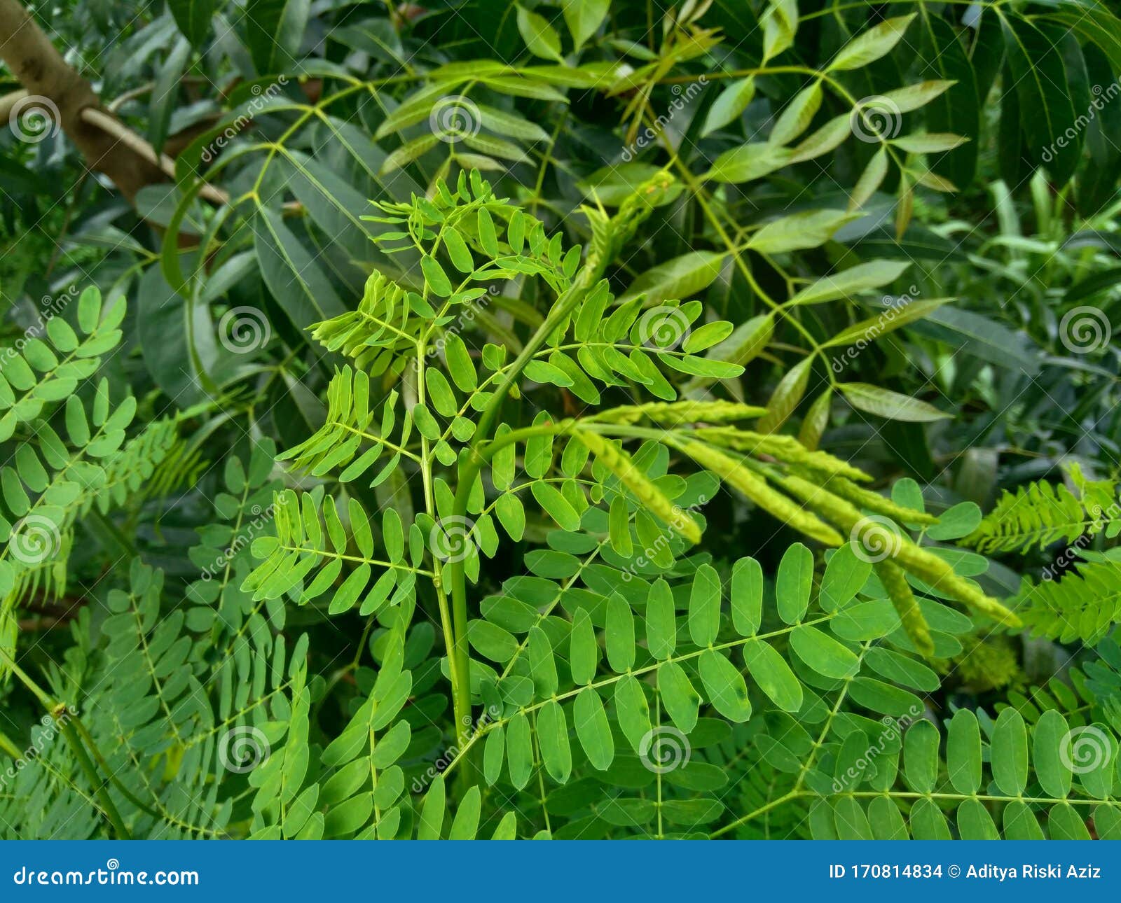 leucaena leucocephala leaves or can also be called chinese petai, kemlandingan, lamtoro and selong petai.