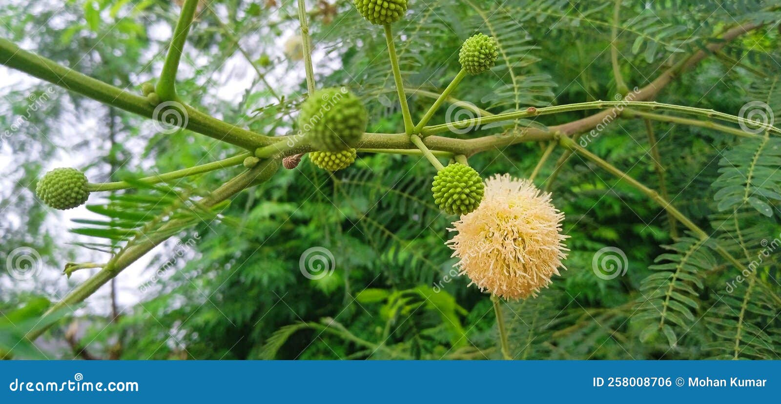 Leucaena Leucocephala Subabul Jumbay Tamarind Ipil ipil Flower And Buds leucaena-leucocephala-subabul-jumbay-tamarind-ipil-ipil-flower-and-buds