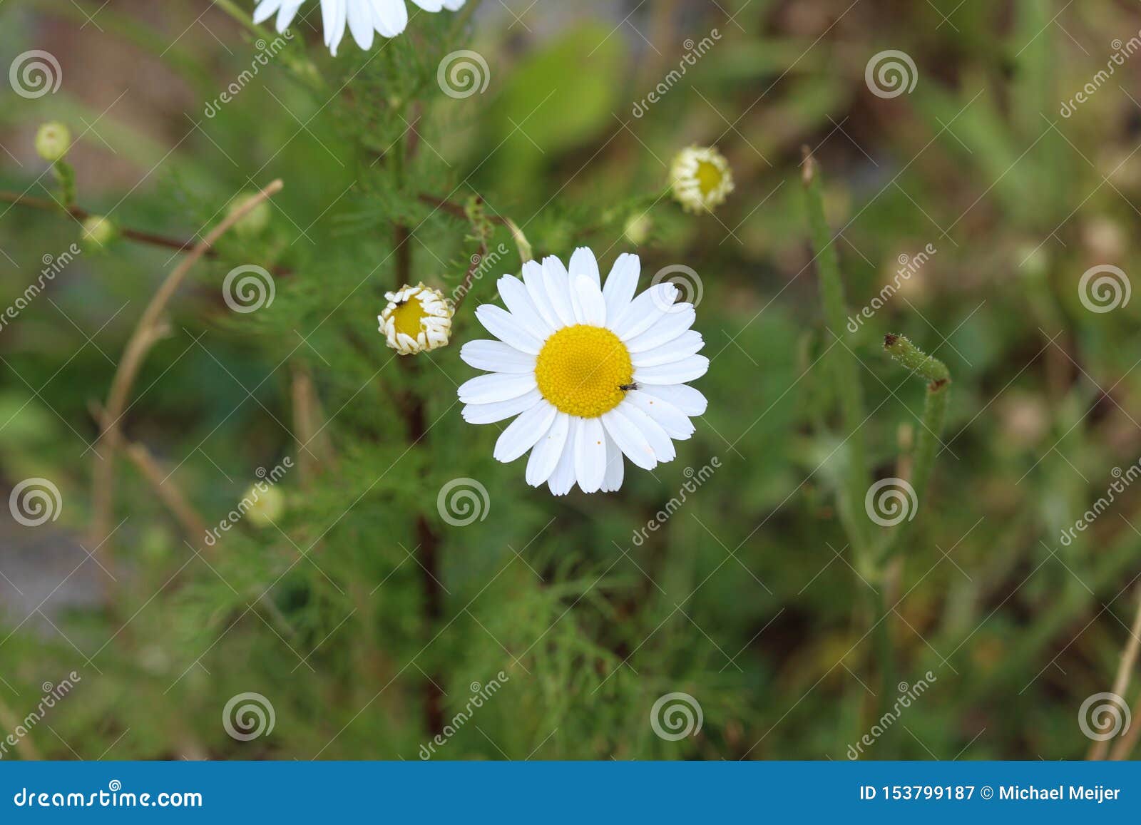 Leucanthemum Vulgare 一般叫作春白菊 春白菊 狗雏菊花库存图片 图片包括有