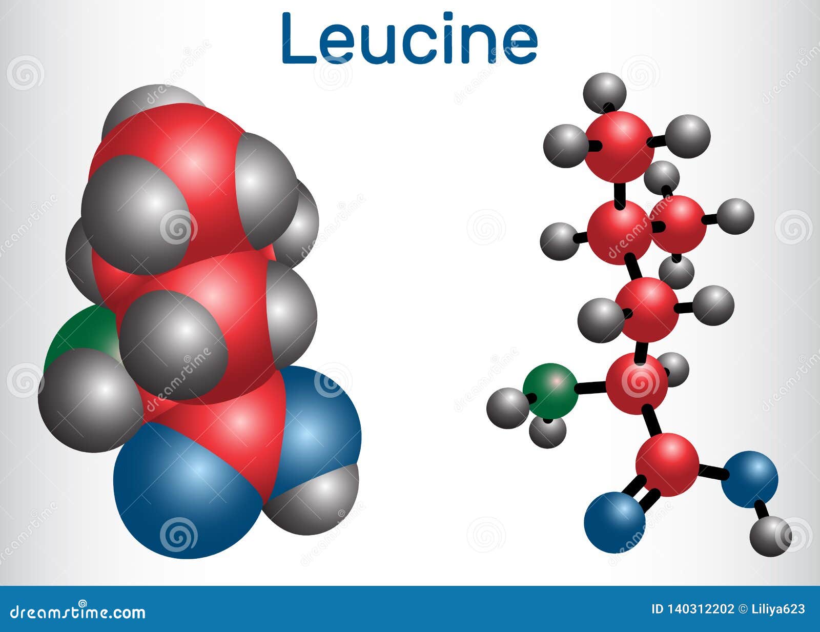 leucine l- leucine, leu, l molecule. it is essential amino acid. molecule model