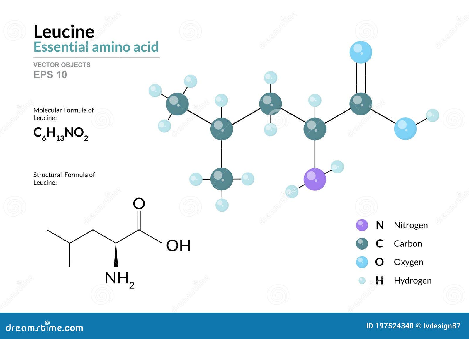 leucine. leu c6h13no2. essential amino acid. structural chemical formula and molecule 3d model. atoms with color coding. 