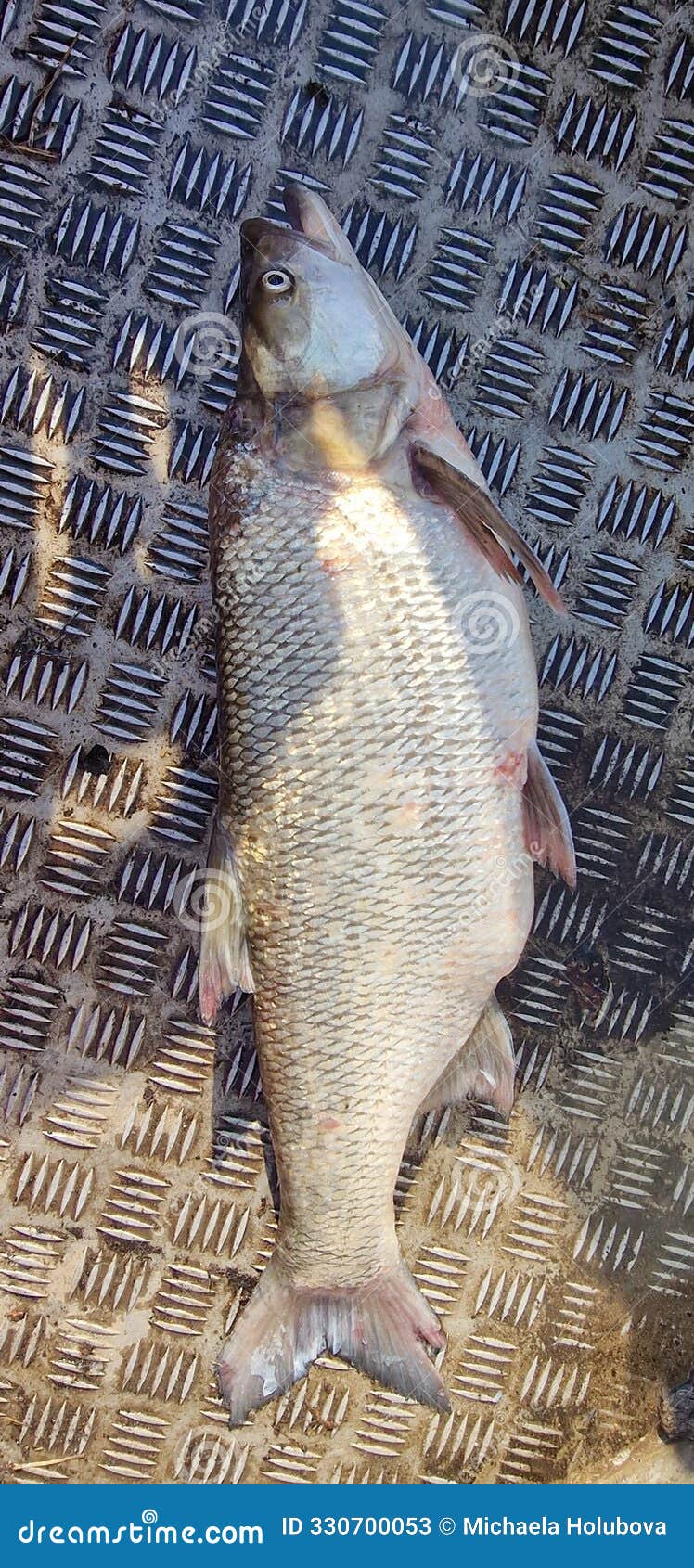 leuciscus aspius asp scale of sizes the only cyprinid predatory species