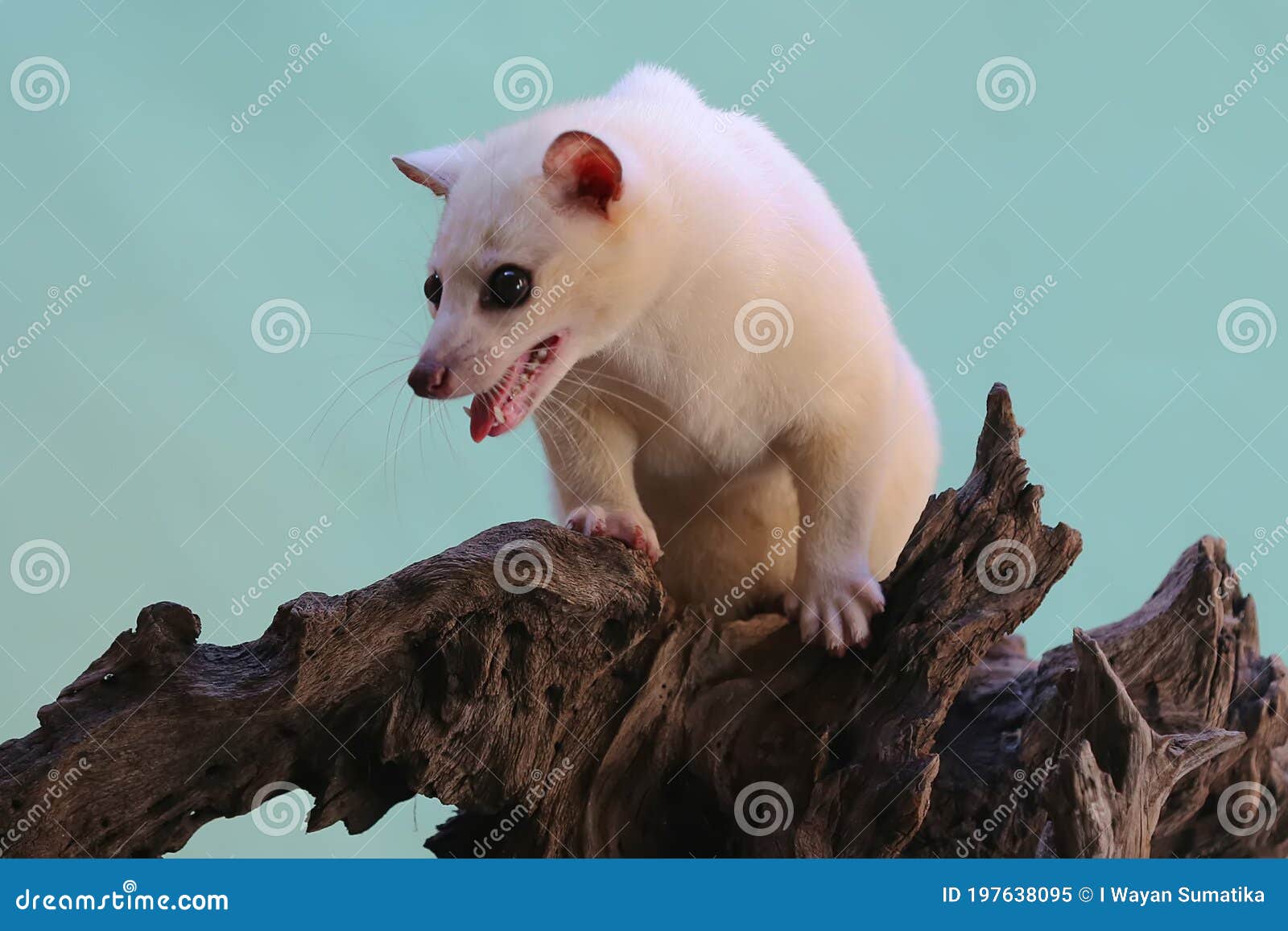 a leucistic asian palm civet paradoxurus hermaphroditus