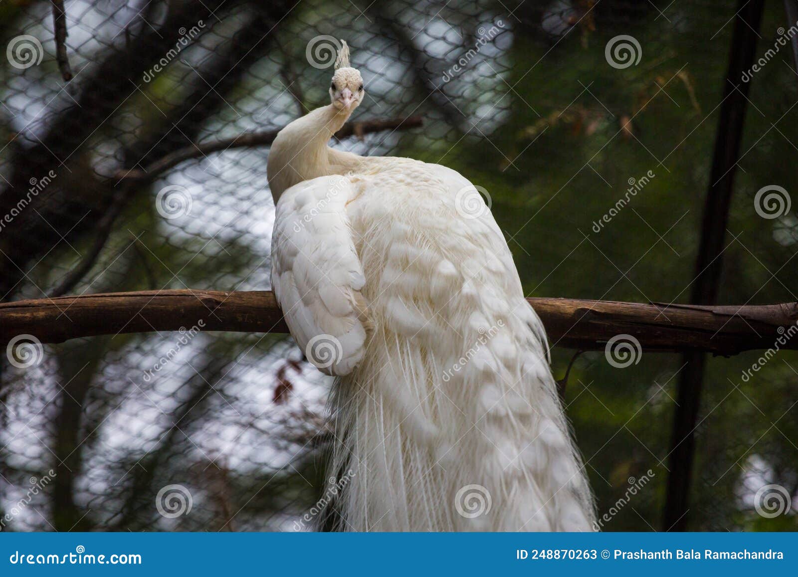 A Leucistic Indian Peacock (White Peacock). Albino White Peafowl ...