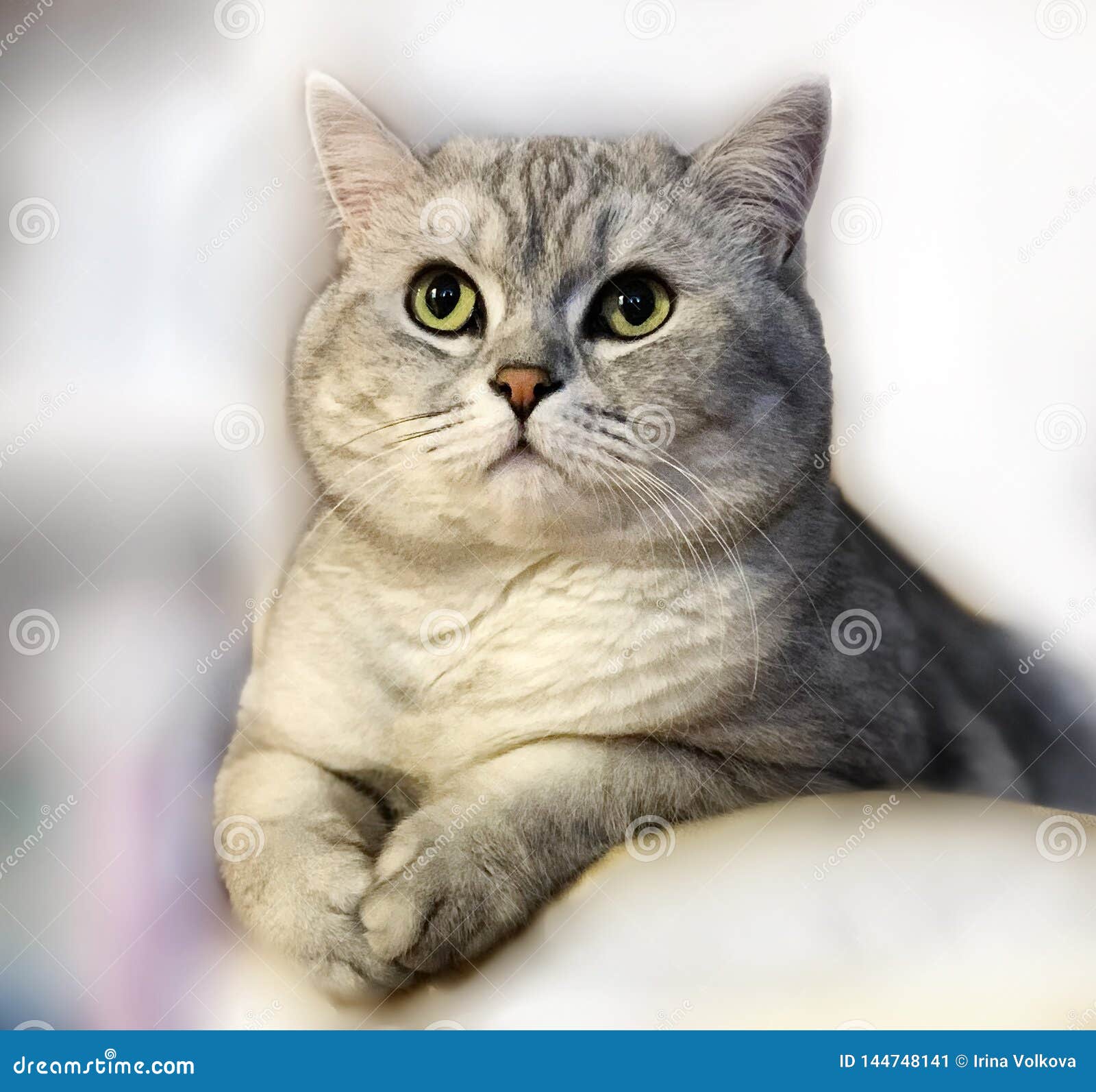 Ongebruikt Leuk Cat Grey British-katje Op Lichte Grappige Dieren Stock RL-17