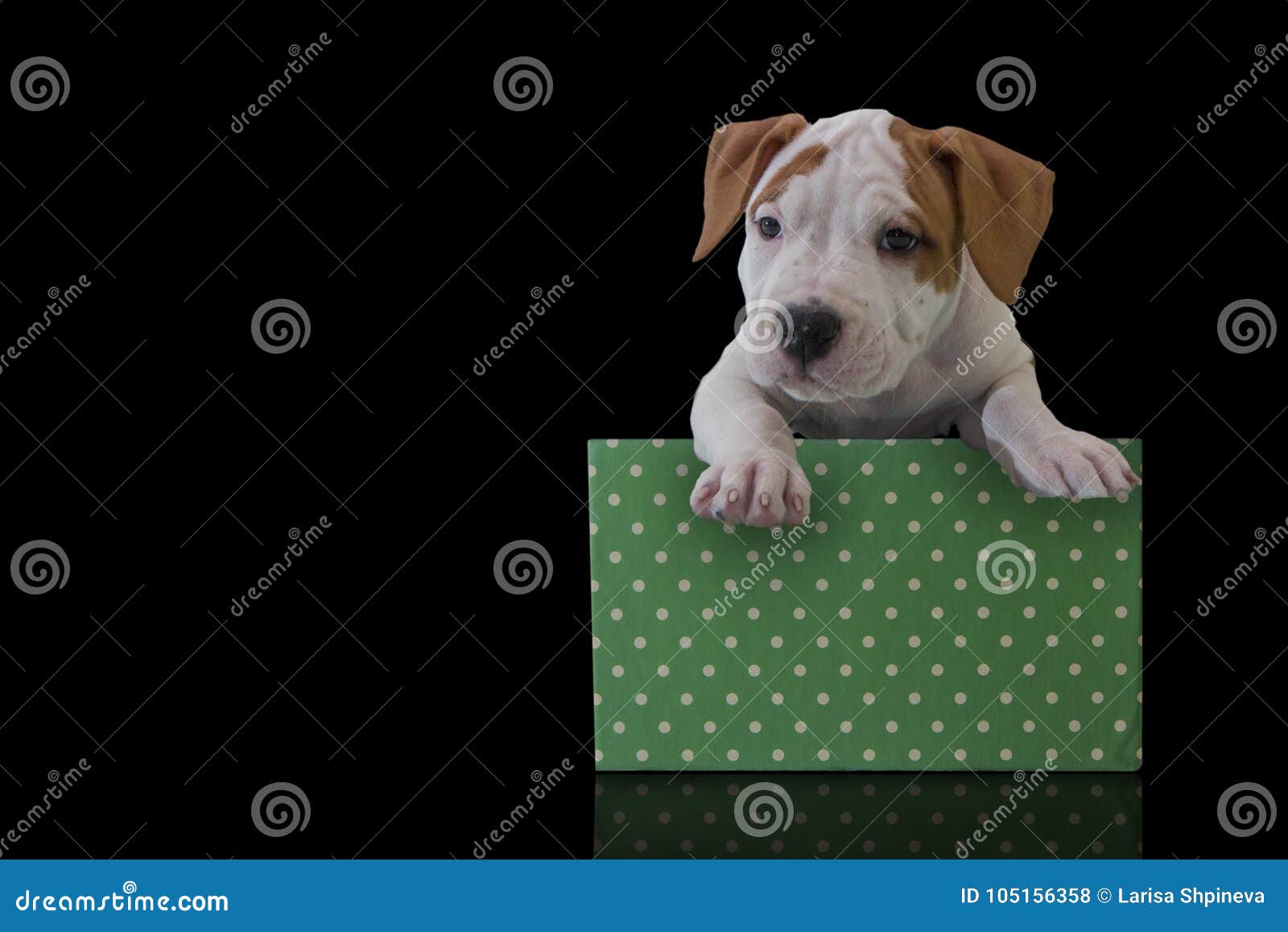 Leuk Puppy Amerikaanse Staffordshire Terrier Met Groene Giftdoos Op Een ...
