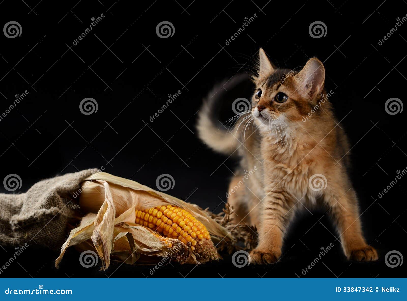 Можно котам кукурузу. Сомалийский кот. Котята в кукурузе. Котик с кукурузой. Питомник сомалийских кошек King Solomon.