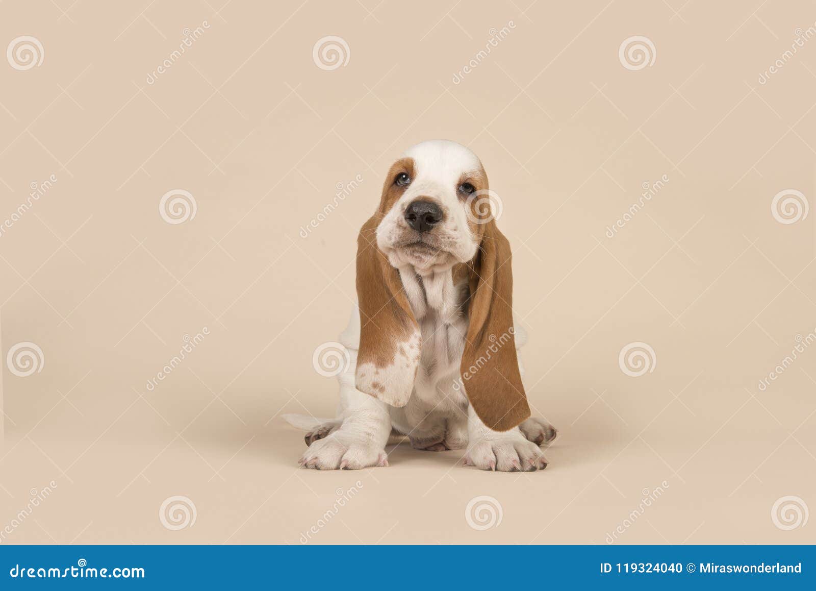 Leuk zittingsbasset hondenpuppy met hoofd gehouden op een room B hoog. Leuk zittingsbasset hondenpuppy met hoofd gehouden op een roomachtergrond hoog