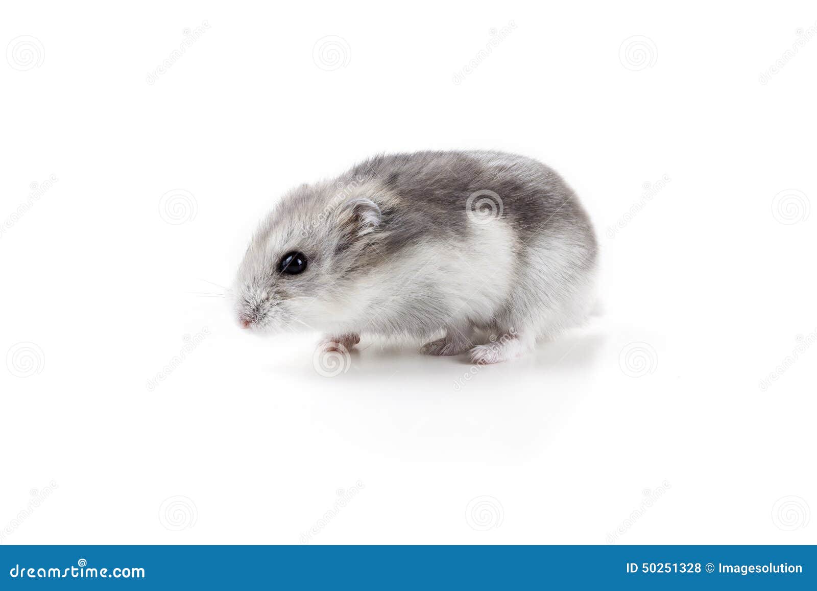 Leuke Hamster Op Witte Achtergrond Stock Foto - Image of huisdier: