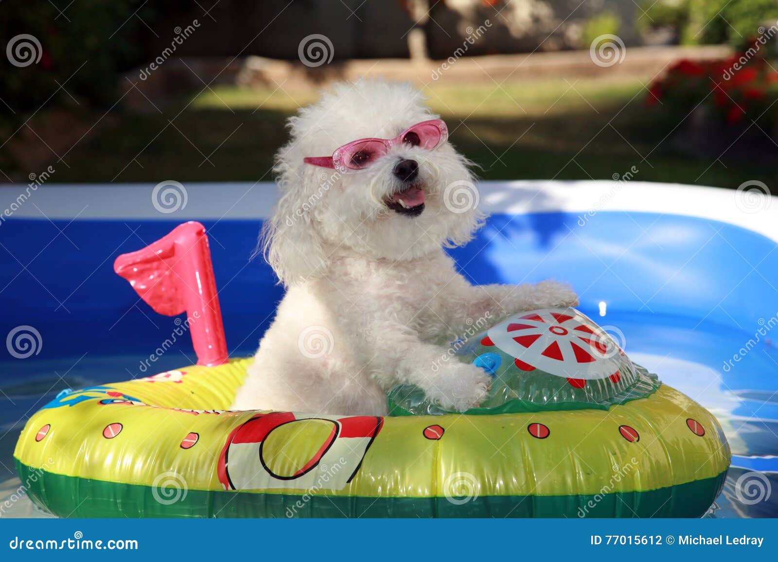 Tegenstander schroef Markeer Leuke Hond in Boot in Een Zwembad Stock Foto - Image of achtertuin,  vlotter: 77015612