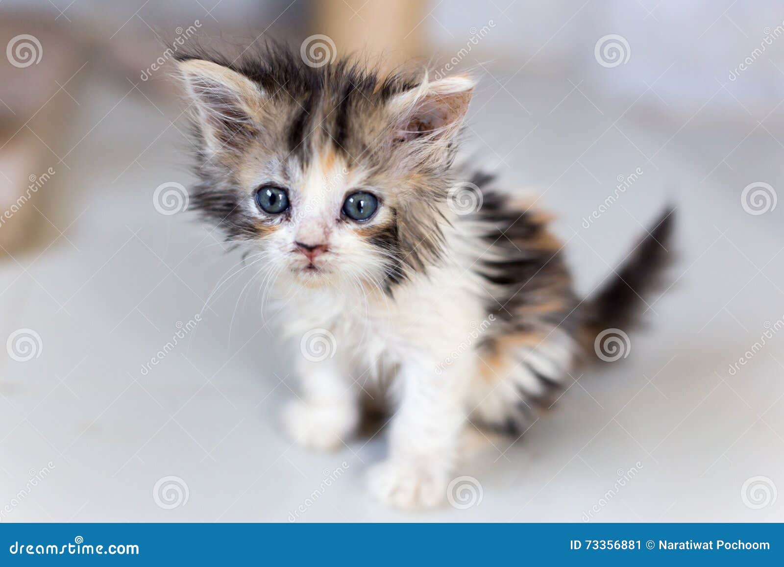 dok Tijdens ~ Overeenkomstig Leuke katten, mooie katten stock afbeelding. Image of haar - 73356881