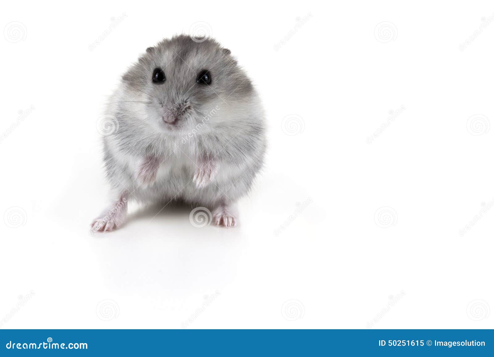 Leuke Witte En Grijze Hamster Stock Image dier, zoogdier: 50251615