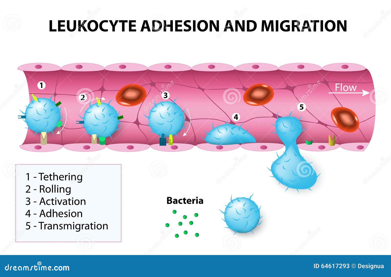 Does the lymphatic system take up excess tissue fluid at the site of