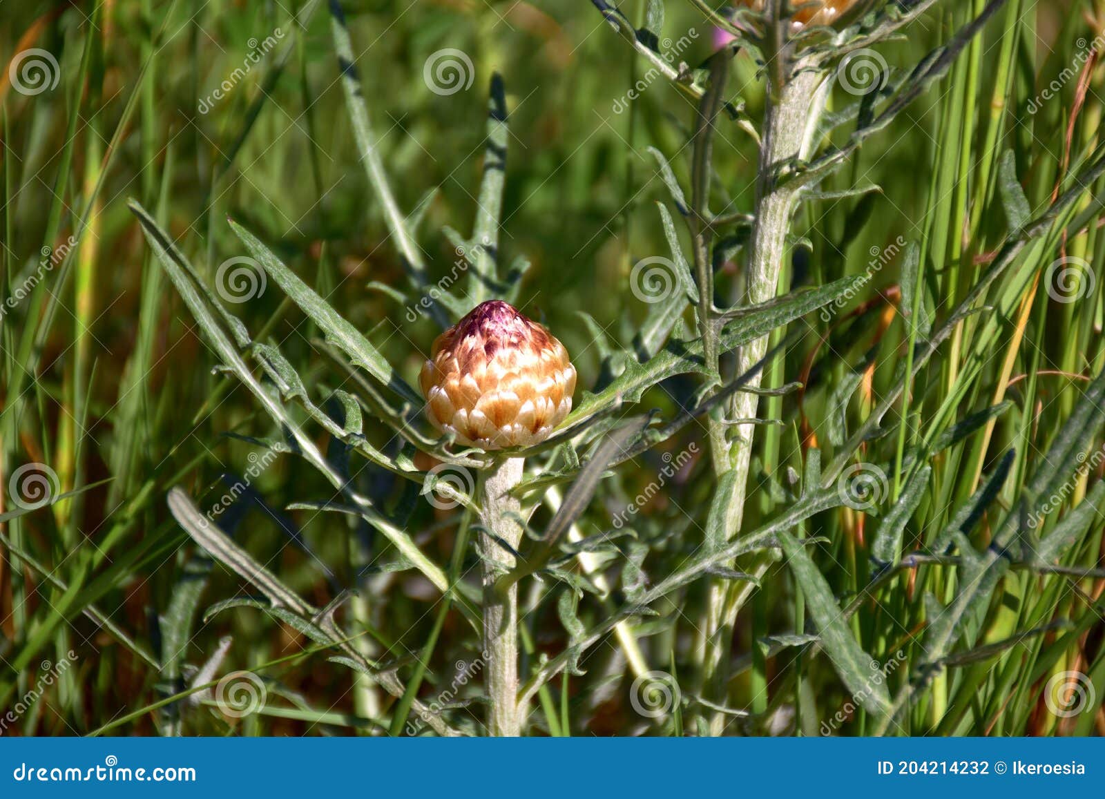 leuzea conifera (rhaponticum coniferum) flower.