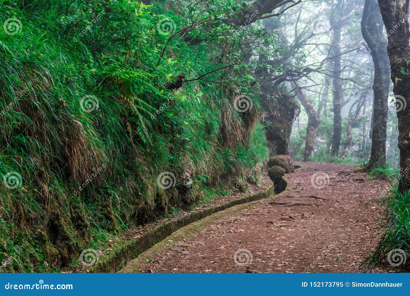 levada dos balcoes in ribeiro frio, hiking on trekking trail vereda dos balcoes, forest ribeiro frio, madeira portugal