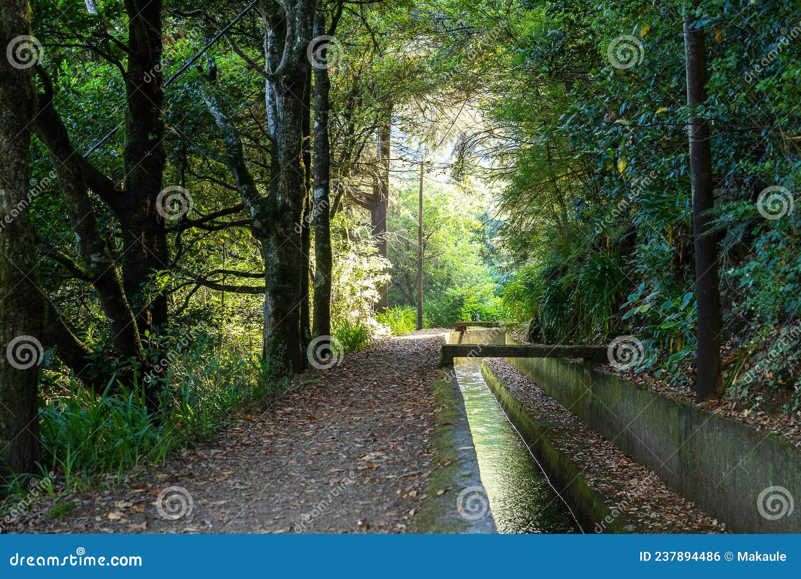 levada in madeira island