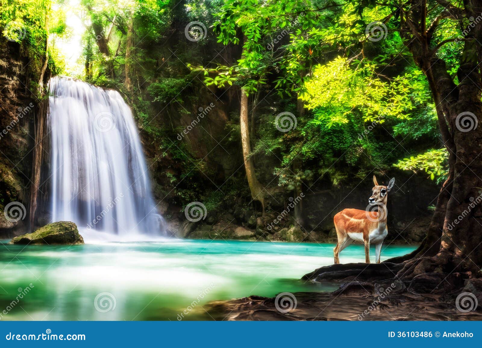 13,024 Waterfall Animal Stock Photos - Free & Royalty-Free Stock Photos  from Dreamstime