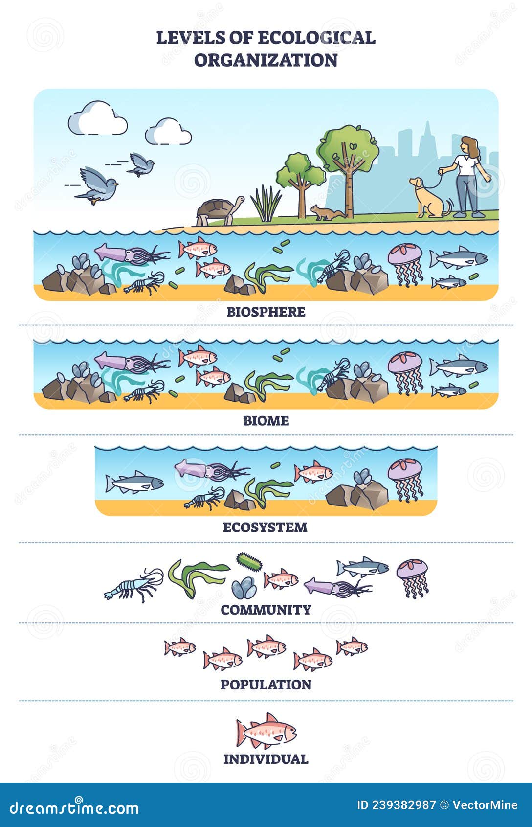 levels of ecological organization with organism division outline concept
