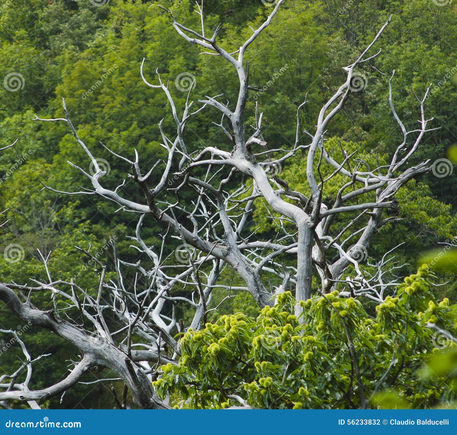 Levende en dode takken van kastanjebomen stock foto afbeelding ... Van levende recht