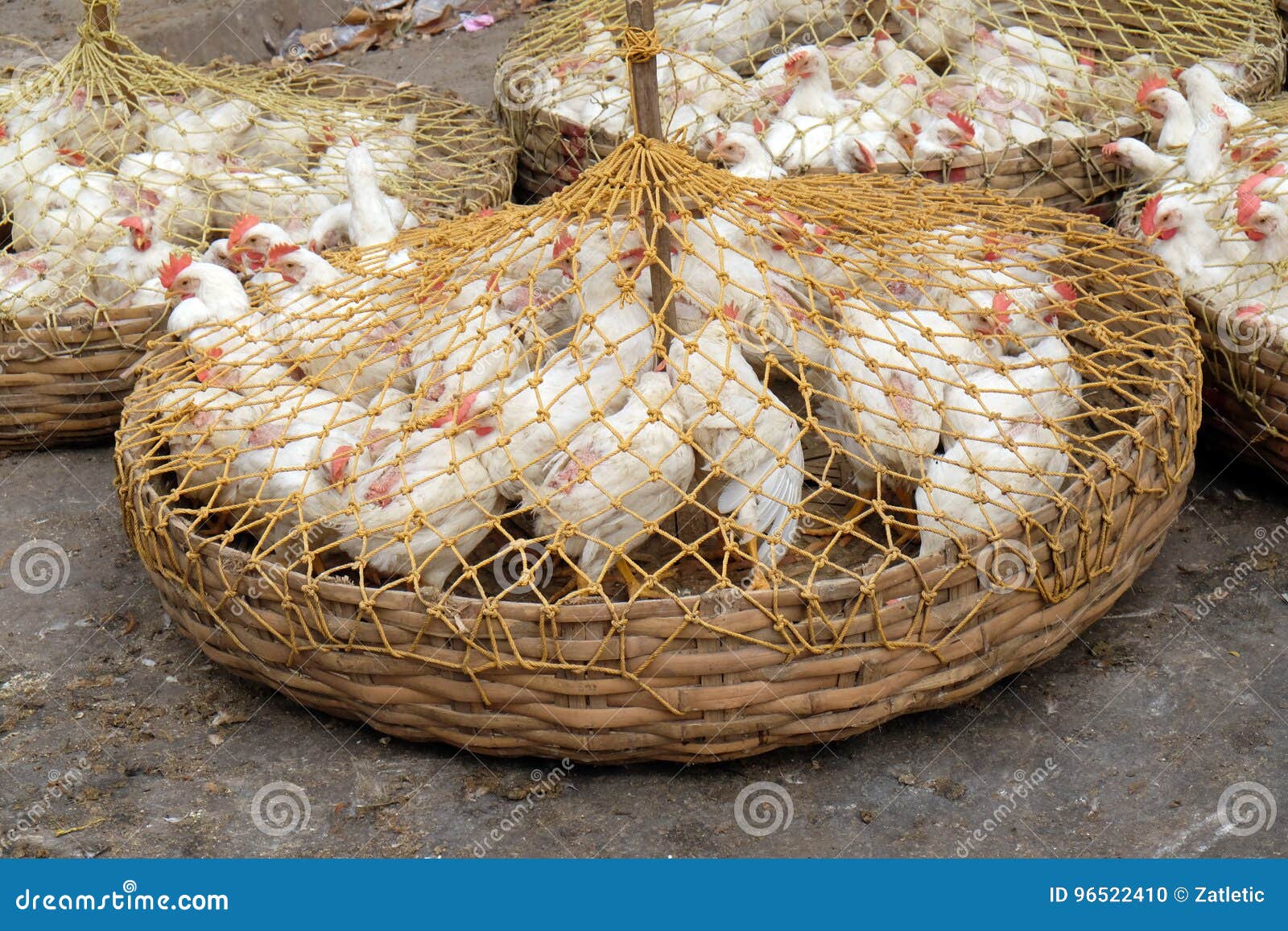 Levende Kippen Verkoop Op De Markt in Foto - Image eetbaar, bengalen: 96522410