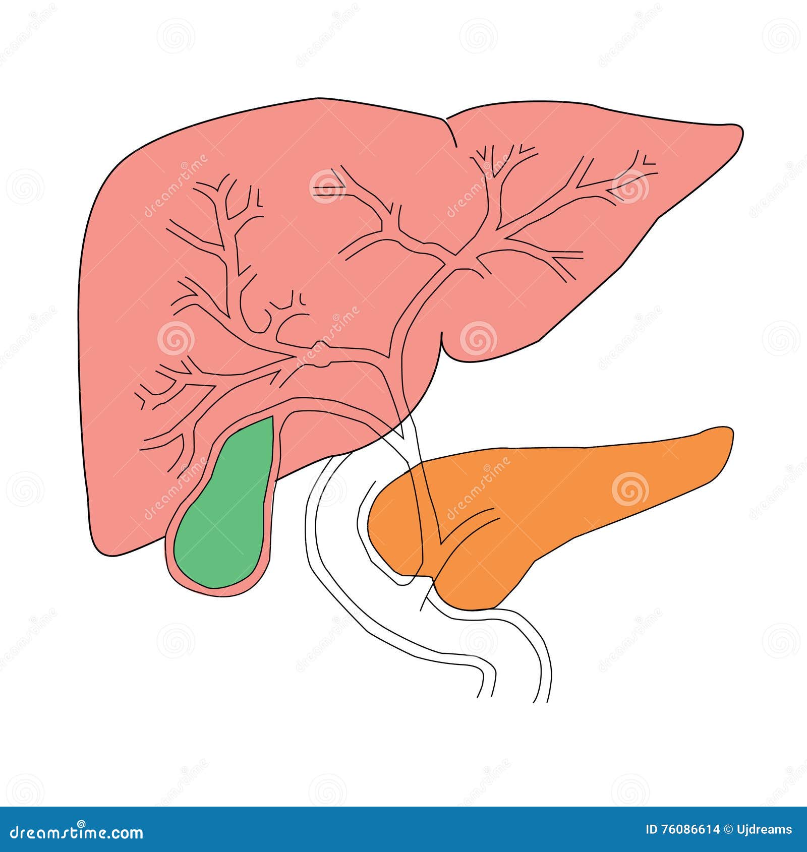 Lever en alvleesklier. De lever en de alvleesklier, kleuren medische vector