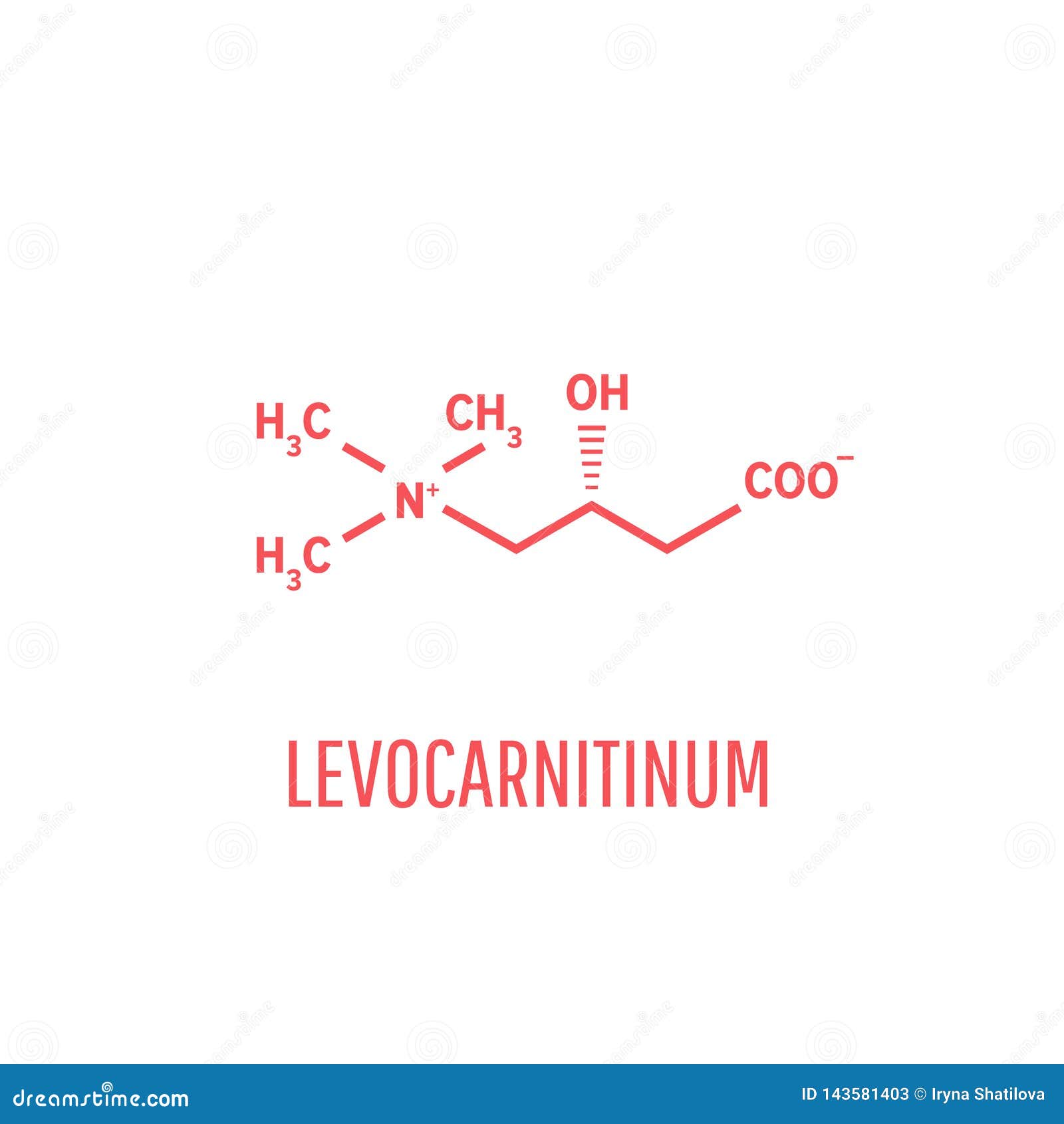 levocarnitine biological molecule. acetylcarnitine biological molecule