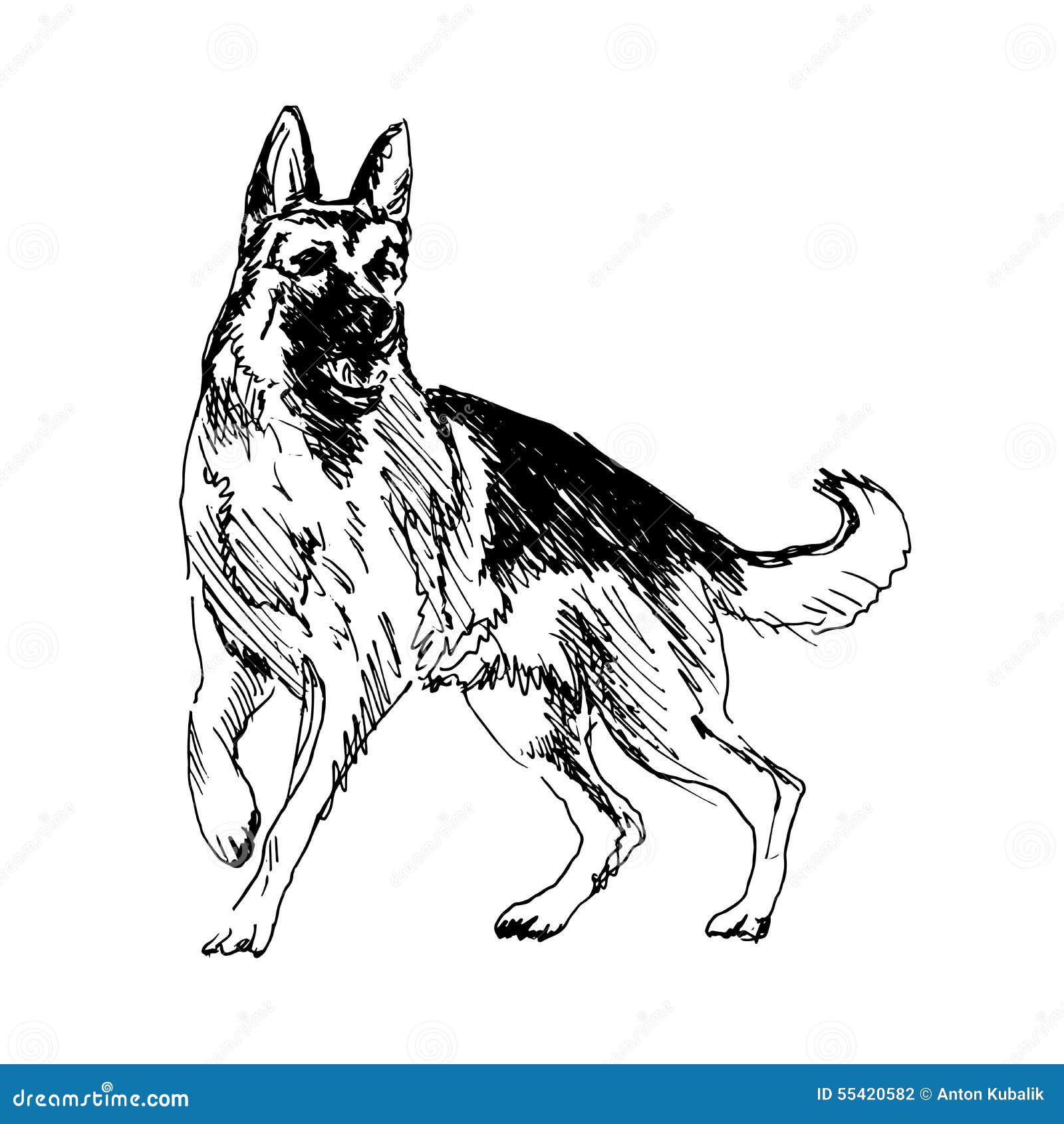 illustrazione di stock levriero italiano image