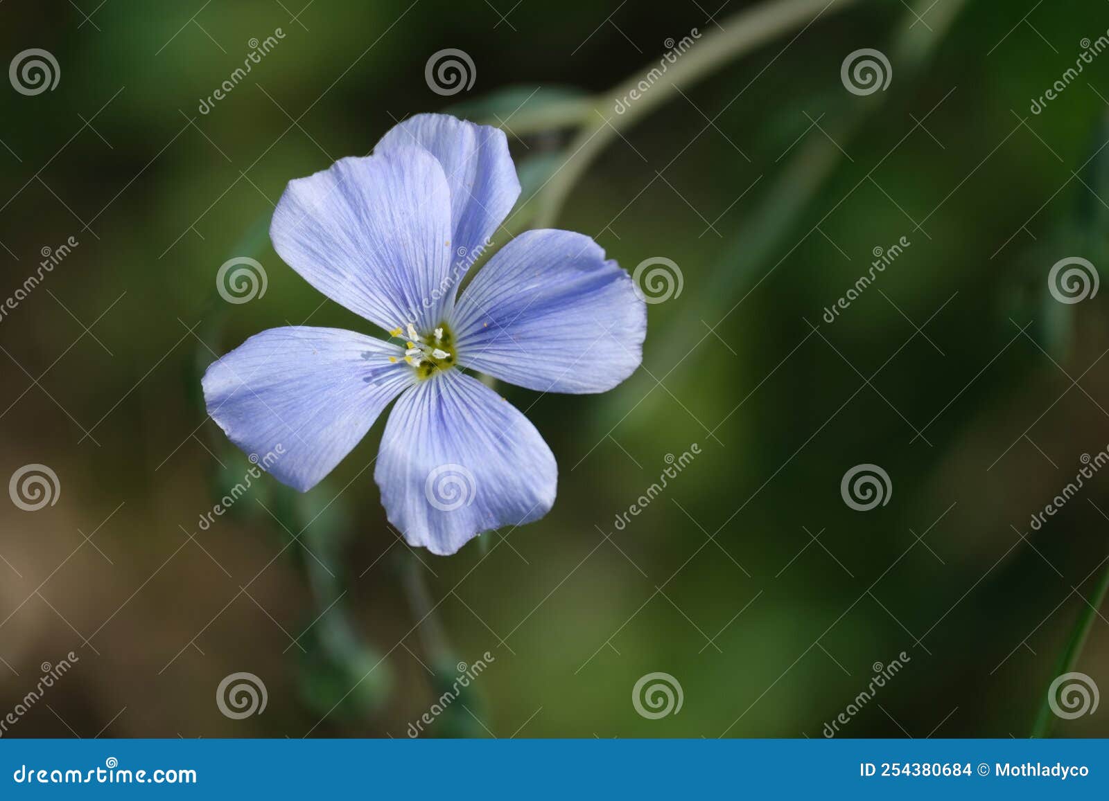 Lewis Flax Flower Head Close Up Stock Photo Image of fresh, flax