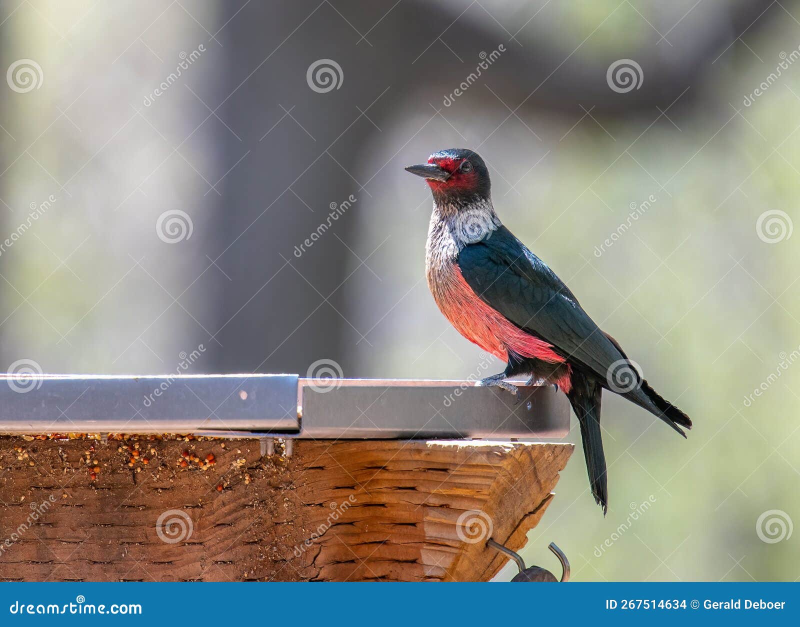 lewis`s woodpecker at a colorado feeding station