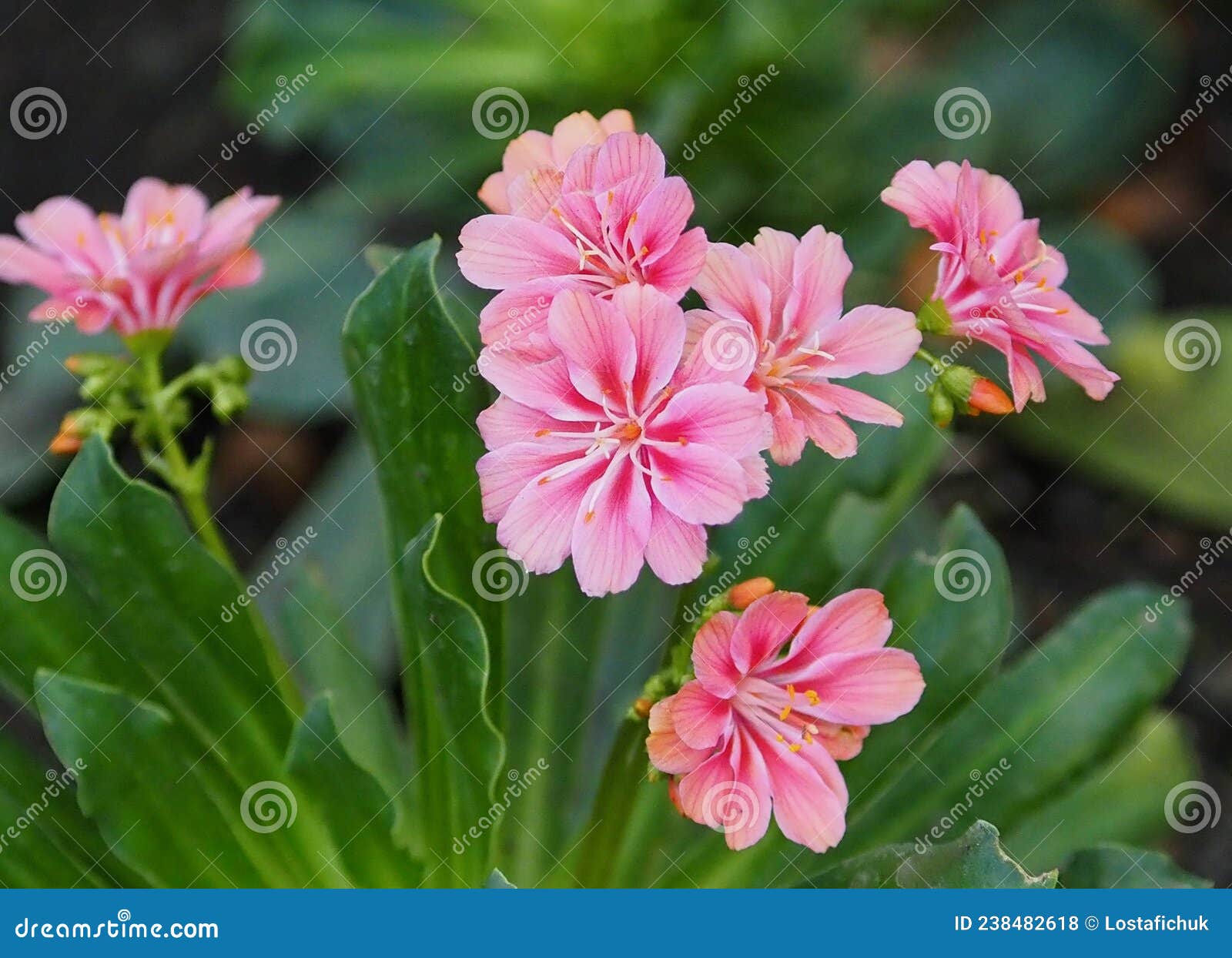 Lewisia Cotyledon or Bitterroot in Bloom Stock Photo - Image of plant ...