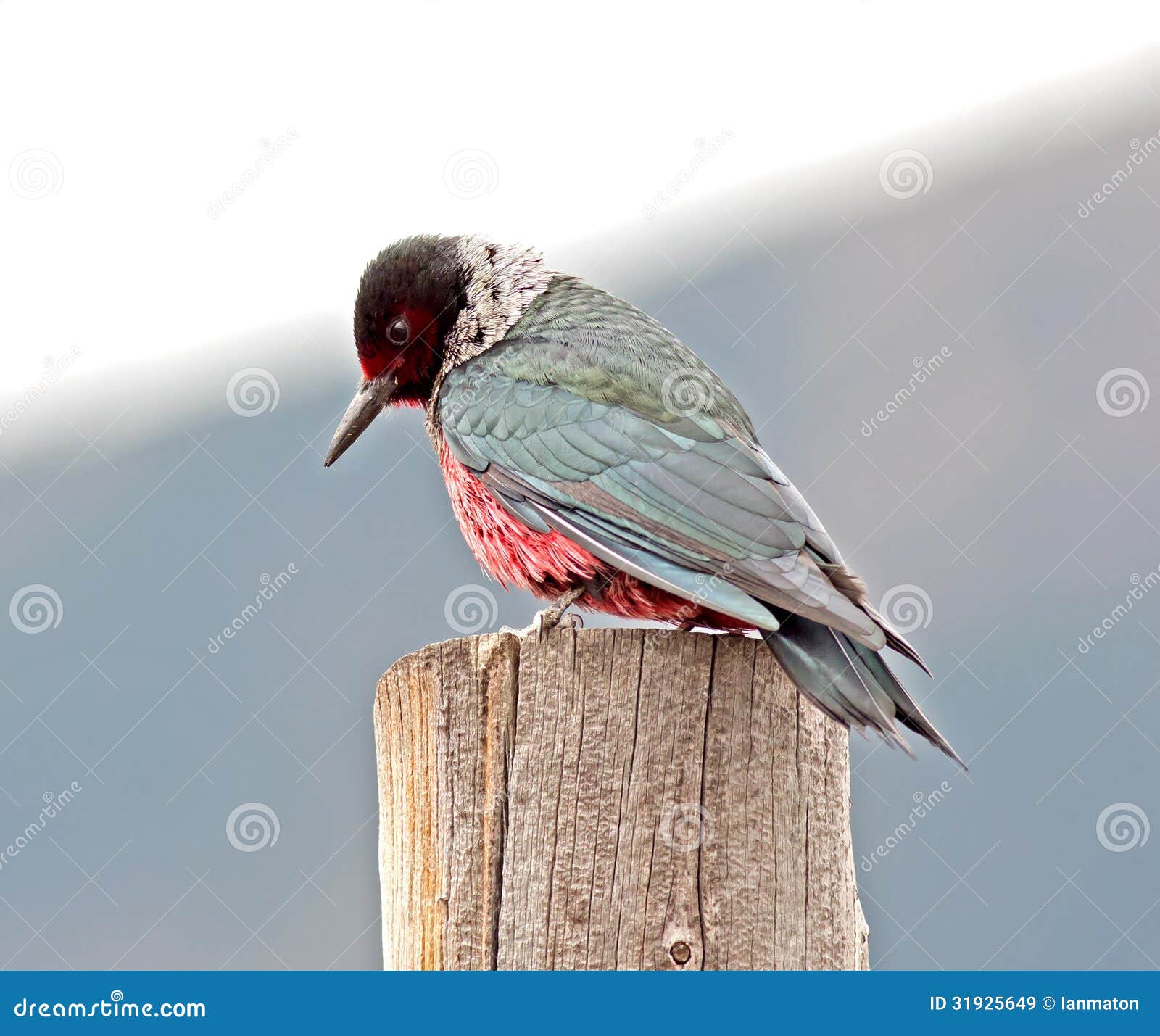 lewiss woodpecker