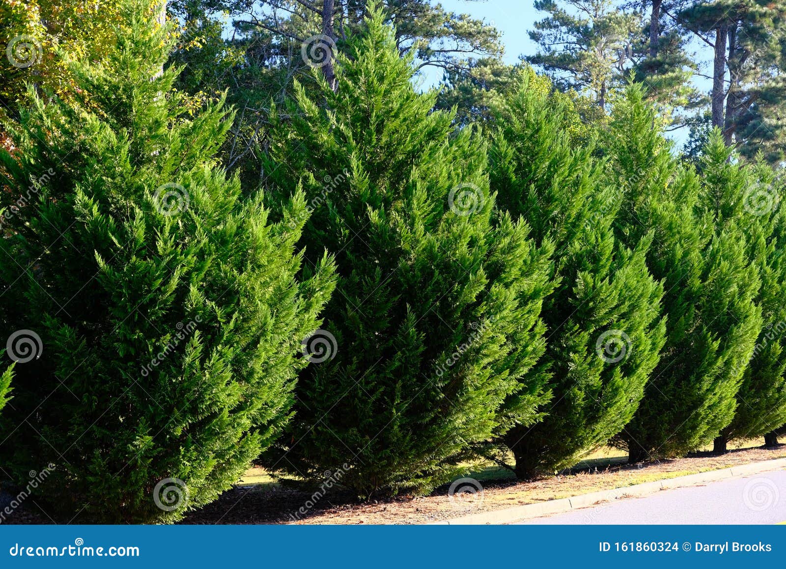leyland cypress trees