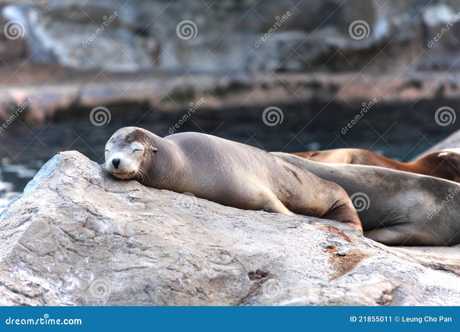 Leão de mar que dorme na rocha