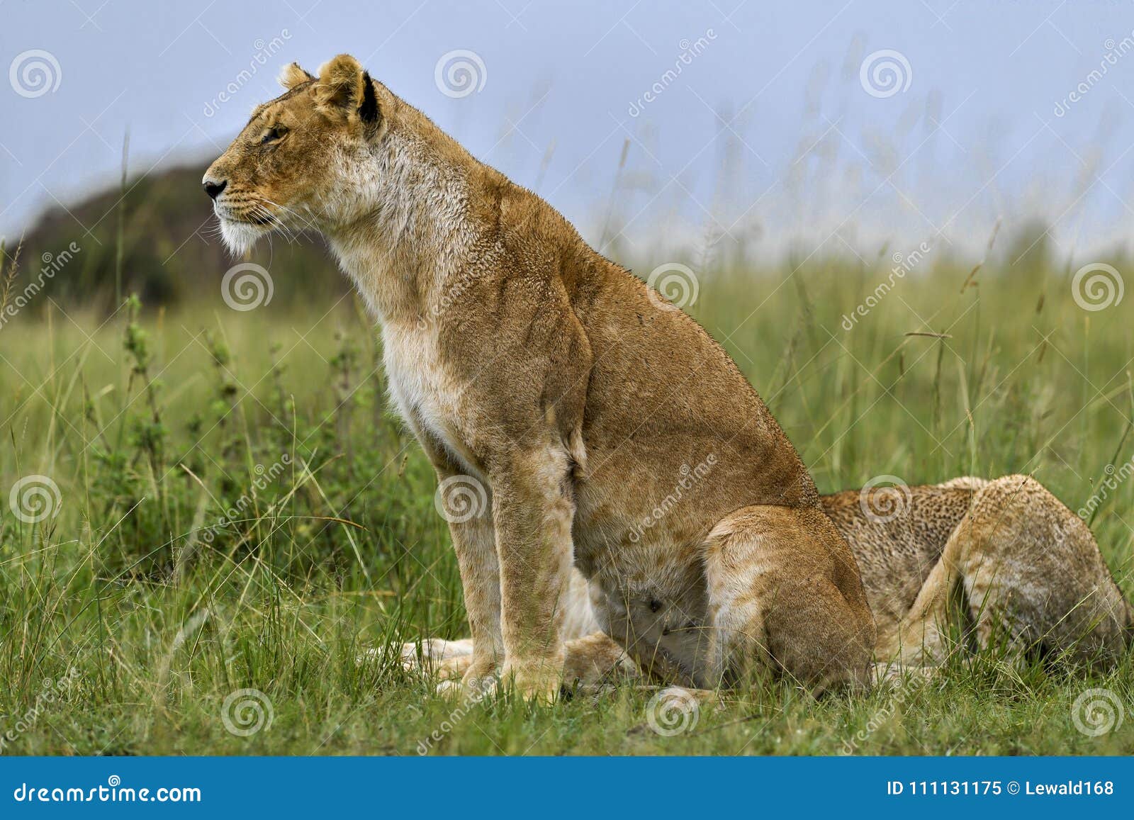 León en el Masai Mara Kenia. Boda del león en la sabana de África