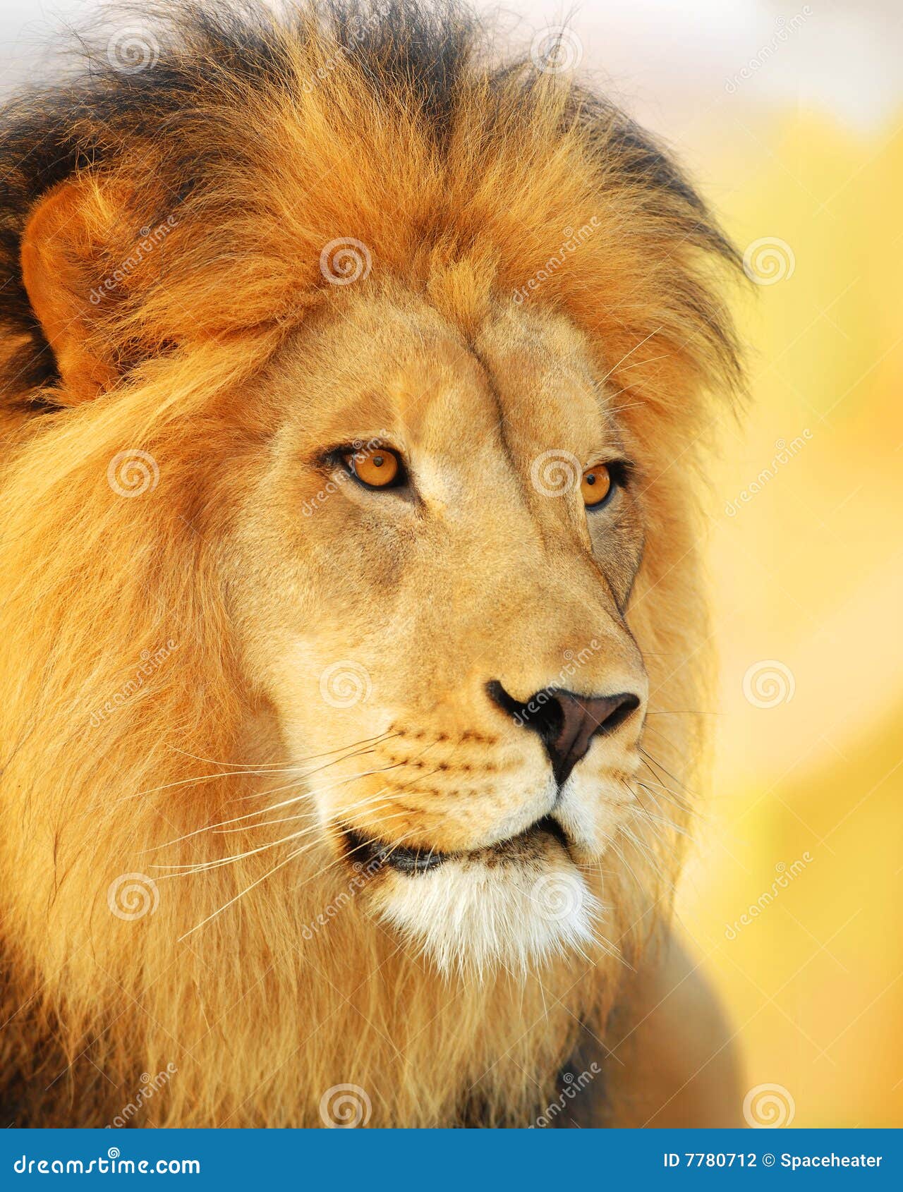 León masculino. Un león africano masculino en la puesta del sol